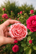 Peonia
